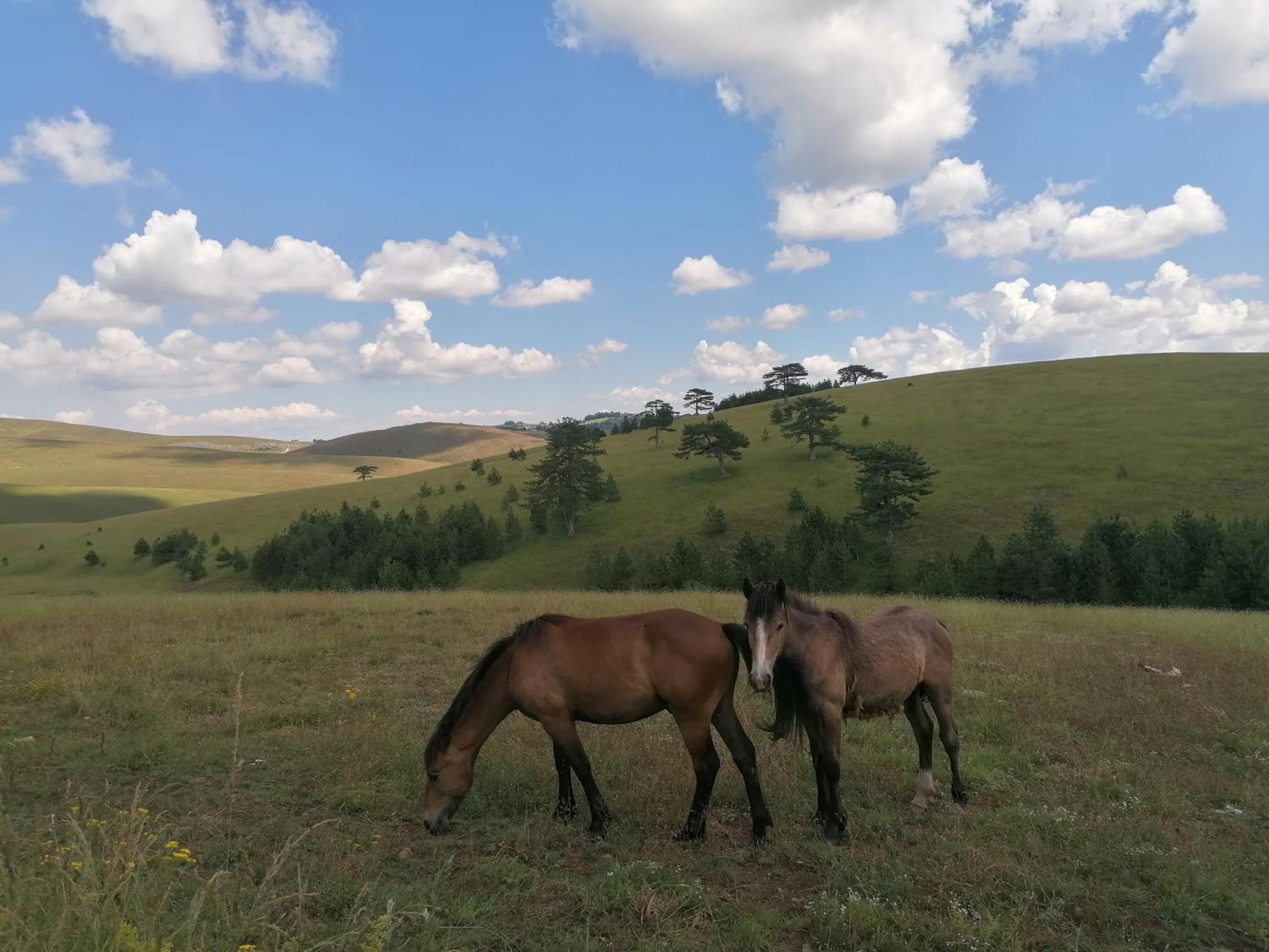 Zlatibor Brvnara Mir Villa Luaran gambar